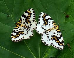 Attēlu rezultāti vaicājumam “Abraxas grossulariata”