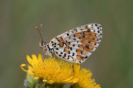 Attēlu rezultāti vaicājumam “Melitaea diamina upperside”