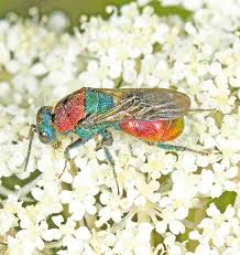 Attēlu rezultāti vaicājumam “Hedychrum sp.”