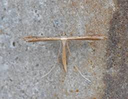 Attēlu rezultāti vaicājumam “Stenoptilia pterodactyla”