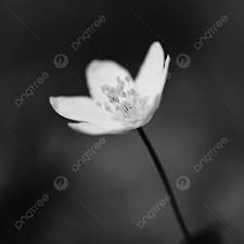 Attēlu rezultāti vaicājumam “Isopyrum thalictroides flower”