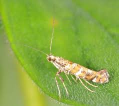 Attēlu rezultāti vaicājumam “Gracillaria syringella”