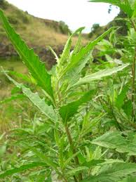 Image result for Chenopodium ambrosioides