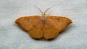 Attēlu rezultāti vaicājumam “Watsonalla binaria”