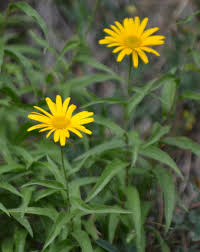 Image result for Buphthalmum salicifolium