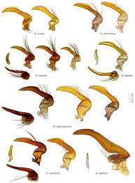 Attēlu rezultāti vaicājumam “Dicyphus sp.”