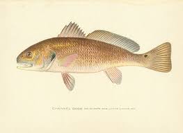 Image result for Sciaenops ocellatus