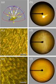 Attēlu rezultāti vaicājumam “Ranunculus acris fruit”