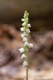 Attēlu rezultāti vaicājumam “Goodyera repens flower”