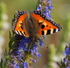 Image result for Small Tortoiseshell