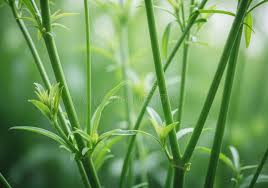 Attēlu rezultāti vaicājumam “Galium aparine leaf”
