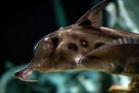 Image result for Callorhinchus capensis