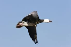 Image result for Anser caerulescens