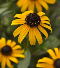 Image result for Rudbeckia fulgida
