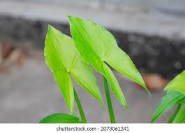 Attēlu rezultāti vaicājumam “Sagittaria sagittifolia leaf”