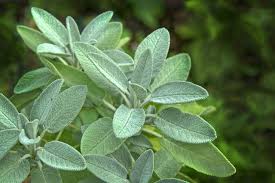 Image result for Salvia officinalis