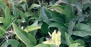 Attēlu rezultāti vaicājumam “Symphytum officinale leaf”