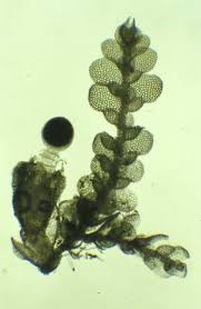 Attēlu rezultāti vaicājumam “Lejeunea cavifolia”