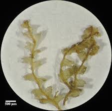 Attēlu rezultāti vaicājumam “Lophocolea minor”