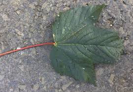 Attēlu rezultāti vaicājumam “Acer pseudoplatanus fo. purpurascens leaf”