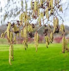 Attēlu rezultāti vaicājumam “Alnus incana”