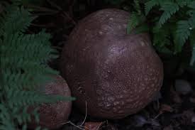 Attēlu rezultāti vaicājumam “Plectocarpon lichenum”