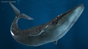 Image result for Balaenoptera musculus