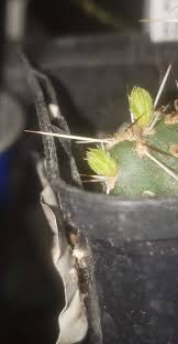 Attēlu rezultāti vaicājumam “Chara polyacantha”