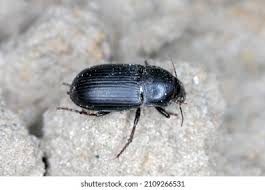 Attēlu rezultāti vaicājumam “Pterostichus quadrifoveolatus”