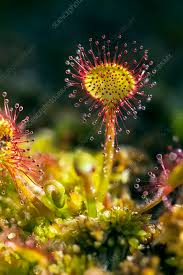 Attēlu rezultāti vaicājumam “Drosera rotundifolia”