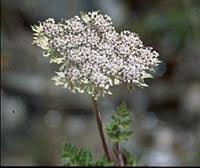 Attēlu rezultāti vaicājumam “Selinum carvifolia fruit”