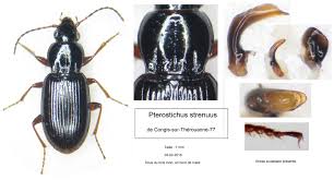 Attēlu rezultāti vaicājumam “Pterostichus sp.”