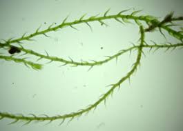 Attēlu rezultāti vaicājumam “Platydictya jungermannioides”