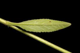 Attēlu rezultāti vaicājumam “Veronica spicata leaf”
