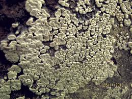 Attēlu rezultāti vaicājumam “Xylobolus frustulatus”