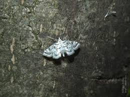 Attēlu rezultāti vaicājumam “Nymphula nitidulata”