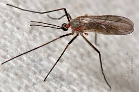 Attēlu rezultāti vaicājumam “Cecidomyiidae”