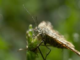 Attēlu rezultāti vaicājumam “Archiearis parthenias”