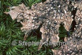 Attēlu rezultāti vaicājumam “Peltigera polydactylon”