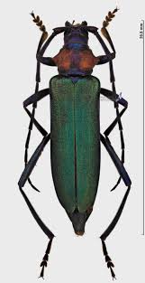 Attēlu rezultāti vaicājumam “Aromia moschata”