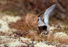 Attēlu rezultāti vaicājumam “Calidris alpina adult”