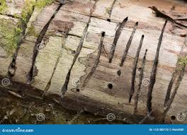 Attēlu rezultāti vaicājumam “Hylecoetus dermestoides female”