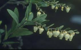 Attēlu rezultāti vaicājumam “Chamaedaphne calyculata”