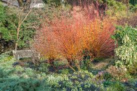 Attēlu rezultāti vaicājumam “Salix alba var. vitellina”