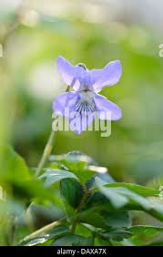 Attēlu rezultāti vaicājumam “Viola reichenbachiana flower”