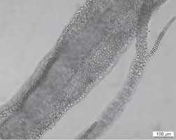 Attēlu rezultāti vaicājumam “Lemanea fluviatilis”