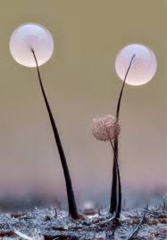 Attēlu rezultāti vaicājumam “Comatricha nigra macro”