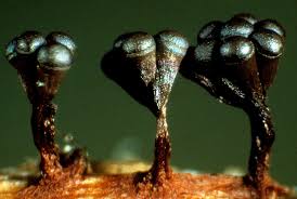 Attēlu rezultāti vaicājumam “Metatrichia vesparia spores”