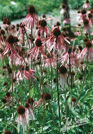 Image result for Echinacea pallida