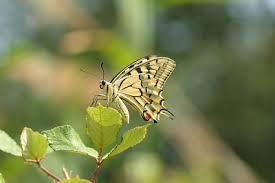 Attēlu rezultāti vaicājumam “Papilio machaon upperside”